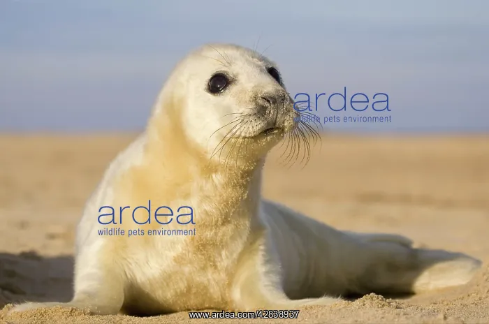 : Grey Seal - pup on beach : Grey Seal - pup on beach