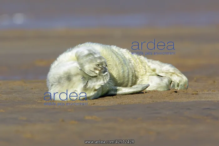 : Grey Seal - pup on beach with flippers over its face : Grey Seal - pup on beach with flippers over its face