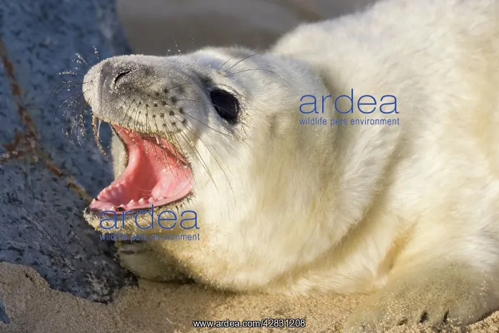 : Grey Seal - pup on beach with mouth open : Grey Seal - pup on beach with mouth open