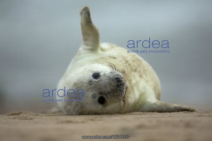  : Grey Seal pup on beach Norfolk, UK