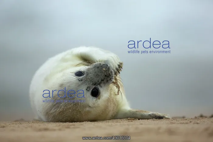 : Grey Seal pup on beach Norfolk, UK : Grey Seal pup on beach Norfolk, UK