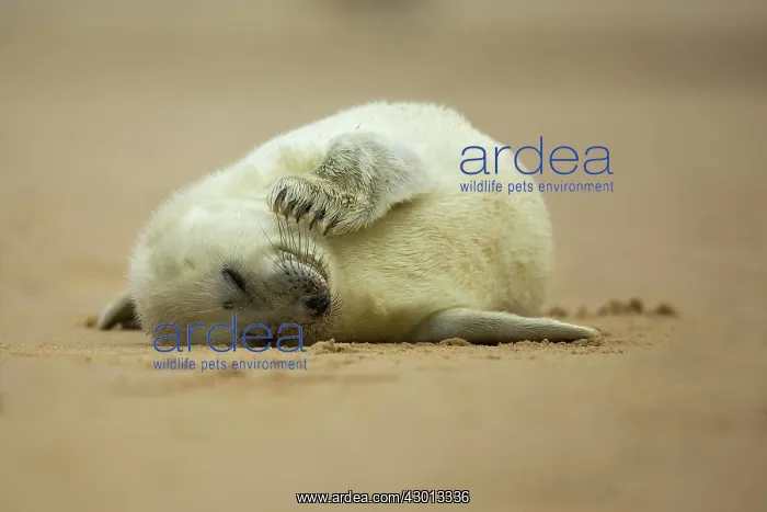 : Grey Seal pup on beach Norfolk, UK : Grey Seal pup on beach Norfolk, UK