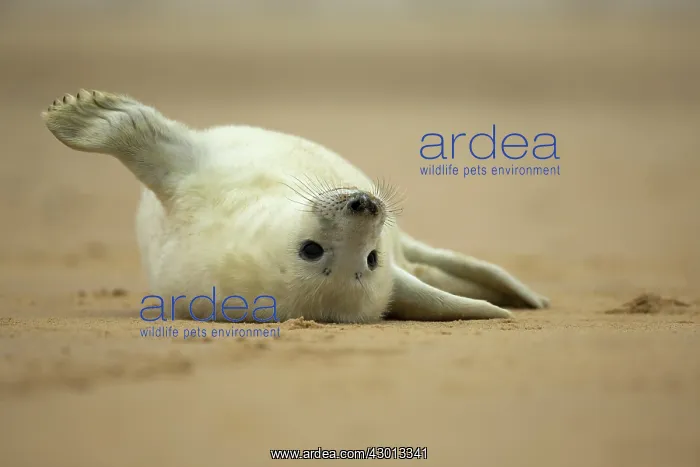 : Grey Seal pup on beach Norfolk, UK : Grey Seal pup on beach Norfolk, UK