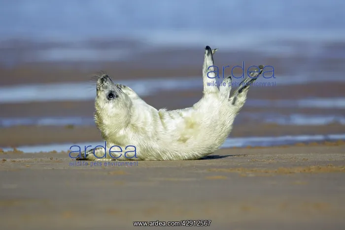 : Grey Seal - pup on beach stretching itself : Grey Seal - pup on beach stretching itself