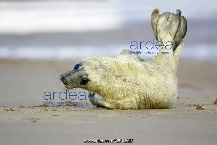 : Grey Seal - pup on beach, stretching tail : Grey Seal - pup on beach, stretching tail