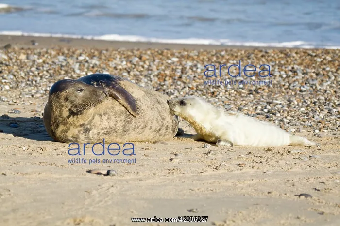 : Grey Seal - pup on beach suckling from cow : Grey Seal - pup on beach suckling from cow