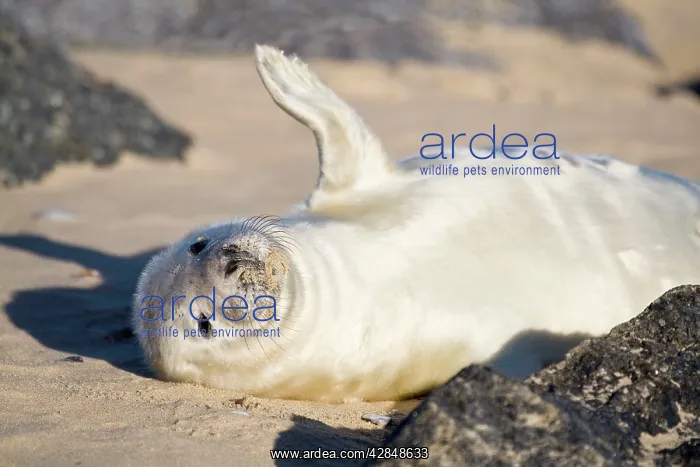 : Grey Seal - pup on beach waving flipper : Grey Seal - pup on beach waving flipper