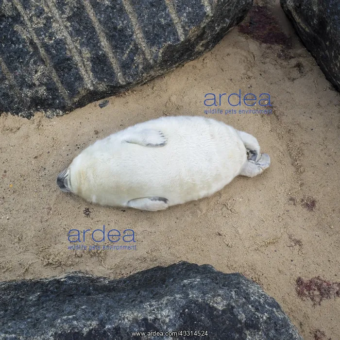 : Grey Seal pup on beach, Waxham beach Norfolk UK : Grey Seal pup on beach, Waxham beach Norfolk UK