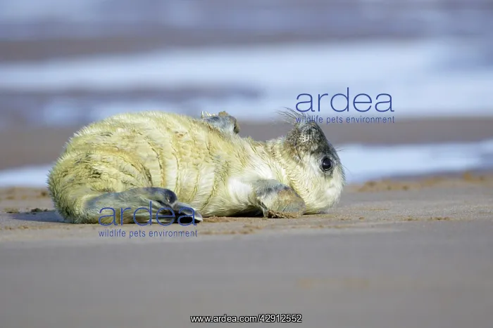 : Grey Seal - pup lying on its back : Grey Seal - pup lying on its back