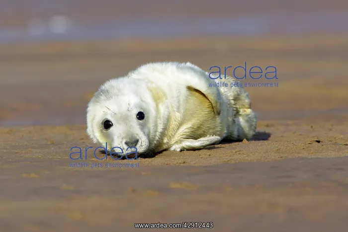 : Grey Seal - pup lying on beach : Grey Seal - pup lying on beach