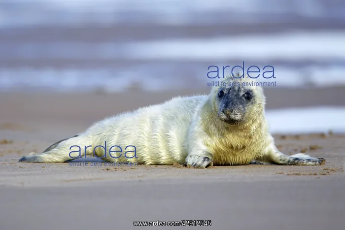 : Grey Seal - pup lying on beach : Grey Seal - pup lying on beach