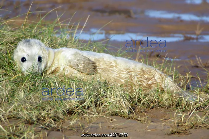: Grey Seal - pup lying on beach : Grey Seal - pup lying on beach