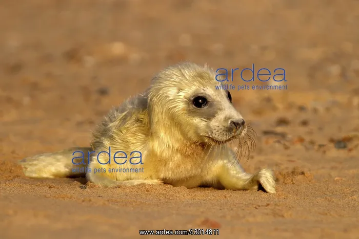 : Grey Seal - pup lying on a sandy beach : Grey Seal - pup lying on a sandy beach
