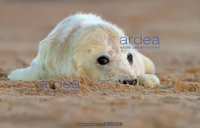 : Grey Seal - pup lying on a sandy beach : Grey Seal - pup lying on a sandy beach