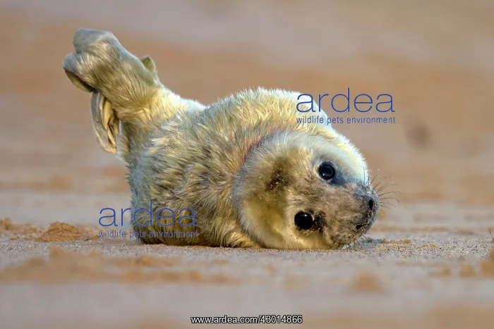 : Grey Seal - pup lying on a sandy beach : Grey Seal - pup lying on a sandy beach