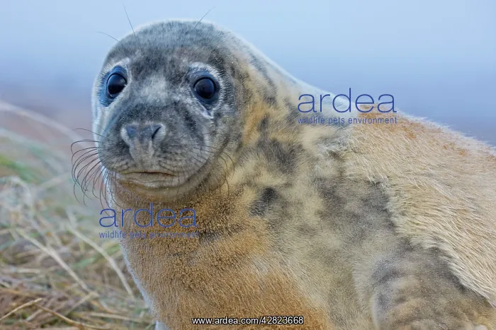 : Grey Seal - pup moulting : Grey Seal - pup moulting