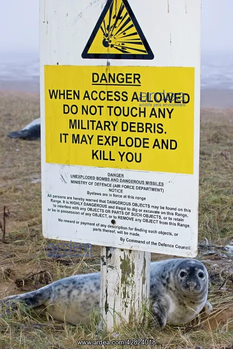 : Grey Seal - pup on RAF bombing range used as a : Grey Seal - pup on RAF bombing range used as a