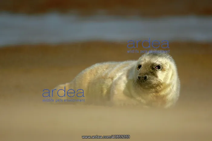 : Grey Seal - pup resting on sand bank during sandstorm : Grey Seal - pup resting on sand bank during sandstorm