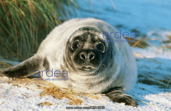 : GREY SEAL - pup on snow covered beach : GREY SEAL - pup on snow covered beach