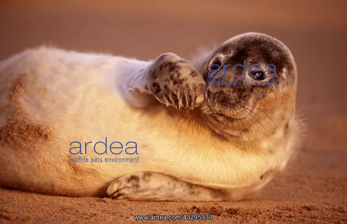  : GREY SEAL pup on UK beach