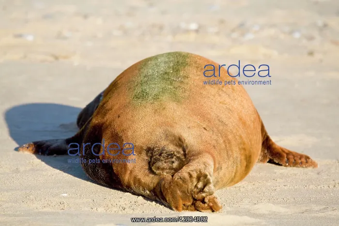 : Grey Seal - rear end of bull with colourful coat : Grey Seal - rear end of bull with colourful coat