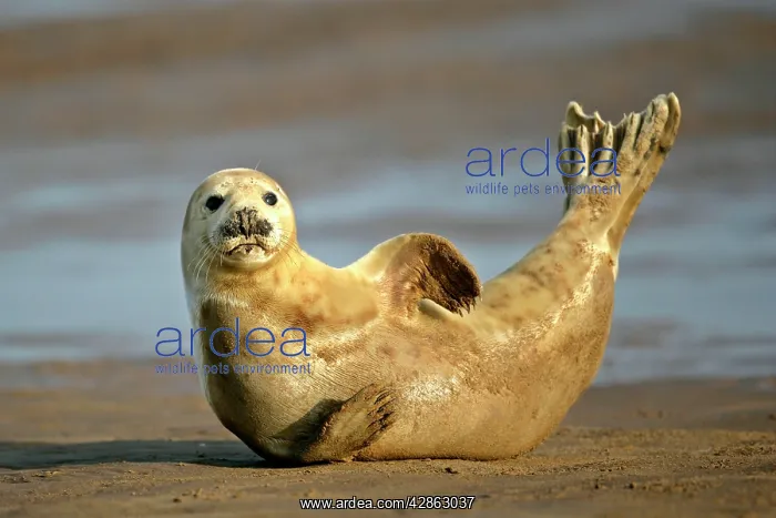 : Grey Seal - resting on beach stretching it's body : Grey Seal - resting on beach stretching it's body