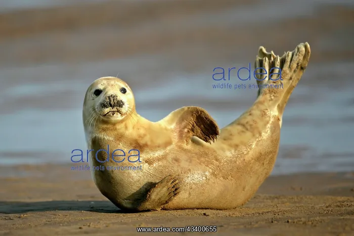 : Grey Seal - resting on beach stretching it's body : Grey Seal - resting on beach stretching it's body