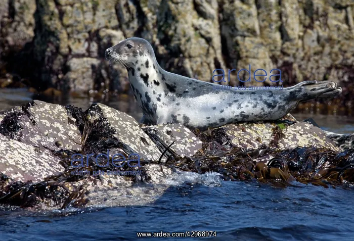 : Grey Seal - resting on rocks - June : Grey Seal - resting on rocks - June