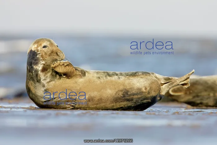 : Grey Seal - resting on sandy beach scratching chin : Grey Seal - resting on sandy beach scratching chin