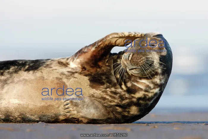 : Grey Seal - resting on sandy beach scratching head : Grey Seal - resting on sandy beach scratching head