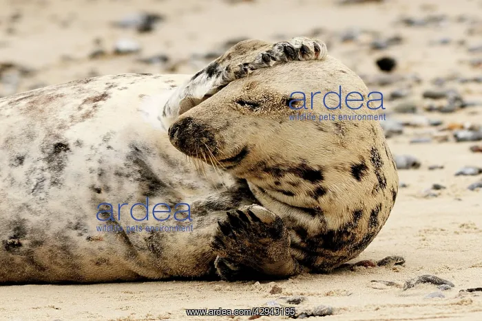 : Grey seal - scratching his head on beach : Grey seal - scratching his head on beach
