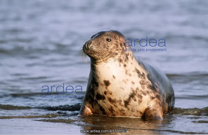 : GREY SEAL - at sea edge : GREY SEAL - at sea edge