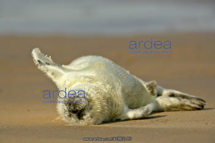 : Grey Seal - sleeping pup on sand bank lying on it's back : Grey Seal - sleeping pup on sand bank lying on it's back