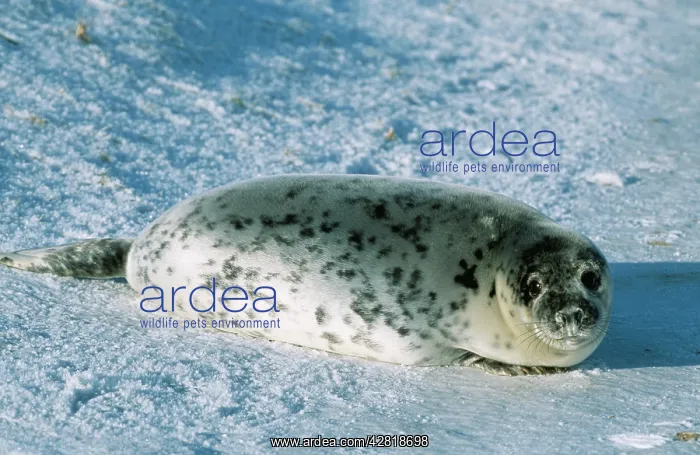 : GREY SEAL - on snow : GREY SEAL - on snow