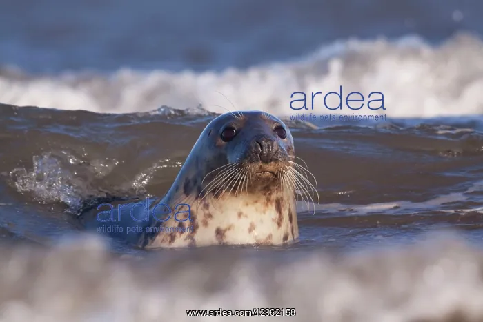 : Grey Seal - in waves along coastline : Grey Seal - in waves along coastline