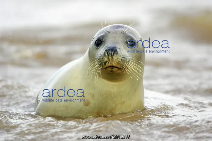 : Grey Seal - young cow emerging from sea : Grey Seal - young cow emerging from sea