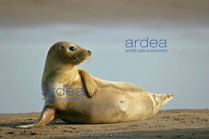 : Grey Seal - young resting on beach propped on fin : Grey Seal - young resting on beach propped on fin