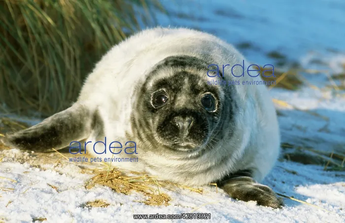  : Grey Seal - Young on snow covered beach