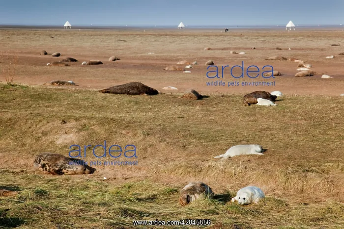 : Grey Seals - adults with pups : Grey Seals - adults with pups