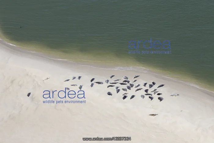 : Grey Seals and Common Seals - resting on a sand : Grey Seals and Common Seals - resting on a sand