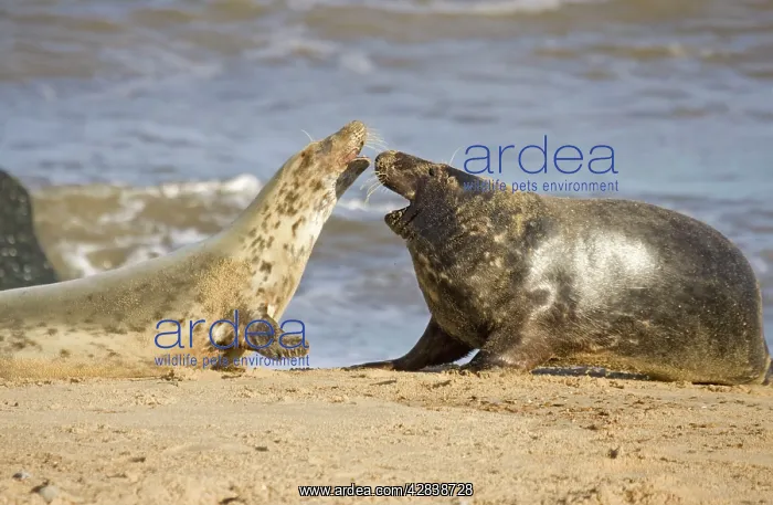 : Grey Seals - cow rejecting advances of bull : Grey Seals - cow rejecting advances of bull