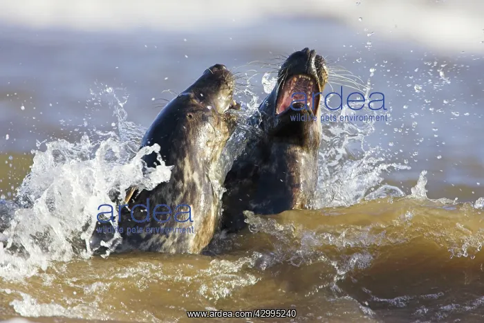 : Grey Seals - frolicking in the surf : Grey Seals - frolicking in the surf