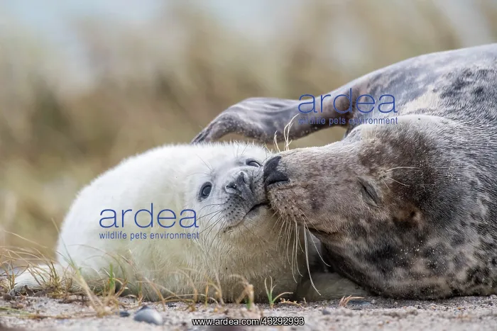 : Grey seals (Halichoerus grypus) on the beach, kitten : Grey seals (Halichoerus grypus) on the beach, kitten