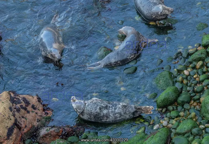 : Grey seals, Halichoerus grypus, at breeding beac : Grey seals, Halichoerus grypus, at breeding beac