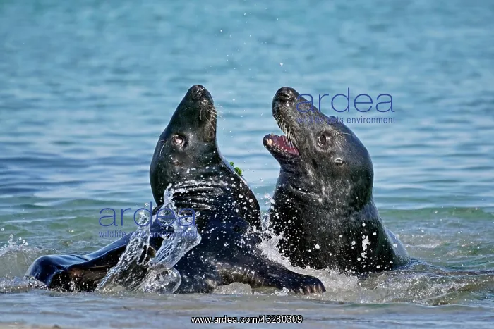 : Two Grey seals (Halichoerus grypus) fighting in : Two Grey seals (Halichoerus grypus) fighting in
