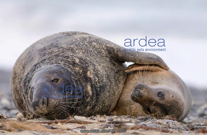 : Grey seals (Halichoerus grypus) hug, male and female : Grey seals (Halichoerus grypus) hug, male and female