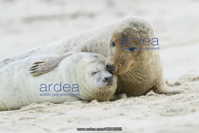 : Grey Seals (Halichoerus grypus), mother and pup : Grey Seals (Halichoerus grypus), mother and pup