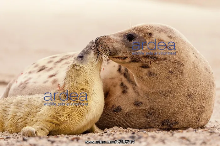 : Grey seals (Halichoerus grypus), newborn pup with : Grey seals (Halichoerus grypus), newborn pup with