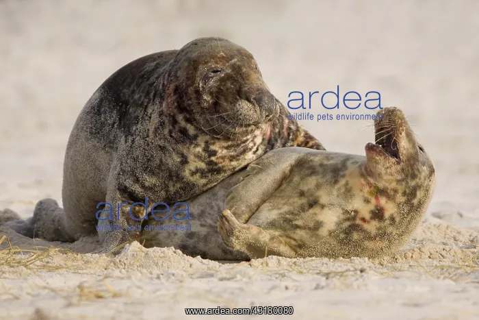 : Grey seals (Halichoerus grypus), pair of animals : Grey seals (Halichoerus grypus), pair of animals