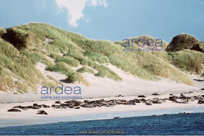 : GREY SEALS - pre-breeding assembly : GREY SEALS - pre-breeding assembly